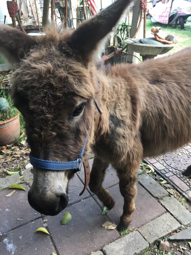 A Donkey